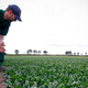 farmer stands looking at spinach crop